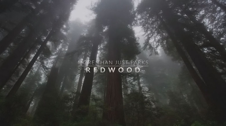 Gorgeous Short Film 'Among the Redwoods' (Video)