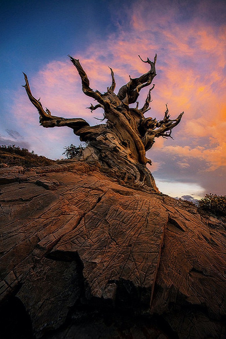 Ancient trees. Деревья 1000px 500px. 4000 Years old Trees.